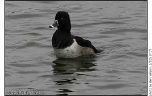 ring-necked-duck-3 3rd shot