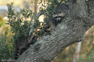 baby Raccoons
