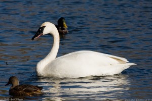 Trumpeter and Mallards