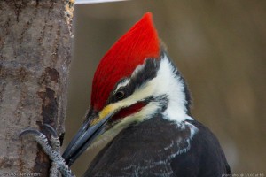 Pileated male