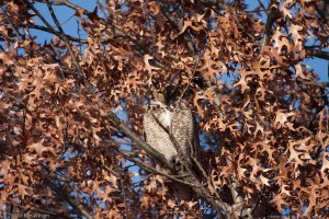 Great Horned Owl in Crepeau
