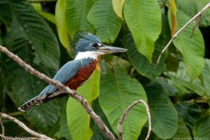ringed-kingfisher-2