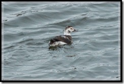 Long-tailed-Duck-091213