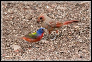 Painted Bunting and Cardinal