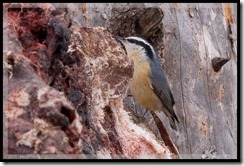 Red-breasted Nuthatch in Sax-Zim