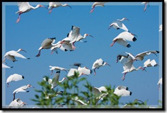 White Ibis on Cat Island