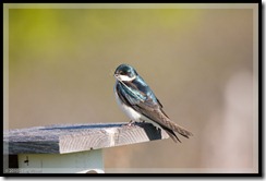 Tree Swallow setting up home in a Blue Bird house