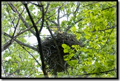 Bald Eagle's Nest