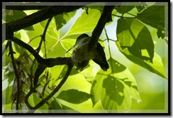Ruby-throated Hummingbird & nest