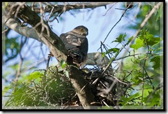 Mama Cooper's Hawk on nest