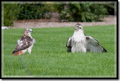 A resident Red-tailed hawk flew in for a look at one of our birds.
