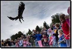 Bald Eagle lifting up over the crowd