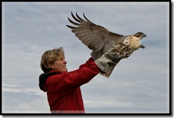 Bonnie D'Aquila releasing a Red-tail