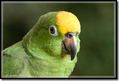 Robbi, the German speaking Yellow-headed Parrot.