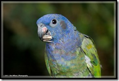 resident Blue-headed Parrot