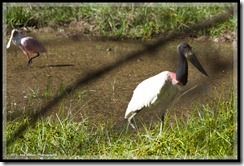 Jabiru (Stork family)