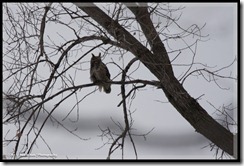 Great horned Owl at Crosby