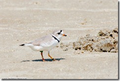 Piping Plover (w/ bands)