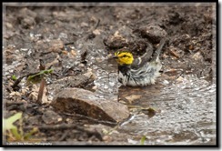  Golden-cheeked Warbler