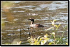 Horned Grebe