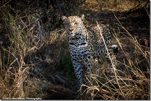 Leopard looking for dinner