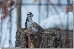 Downy Woodpecker, Song Sparrow