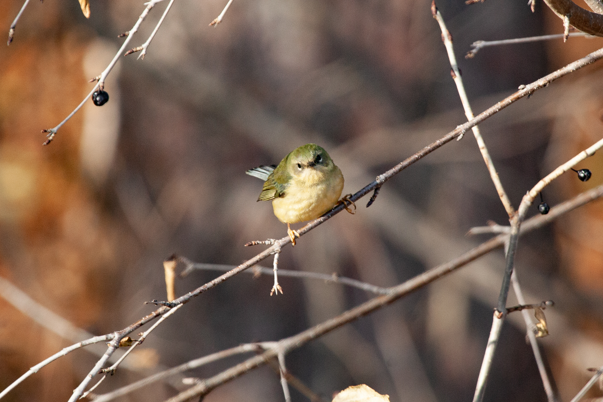 Young Black-throated Blue Warbler in December found at Vadnais Lake.