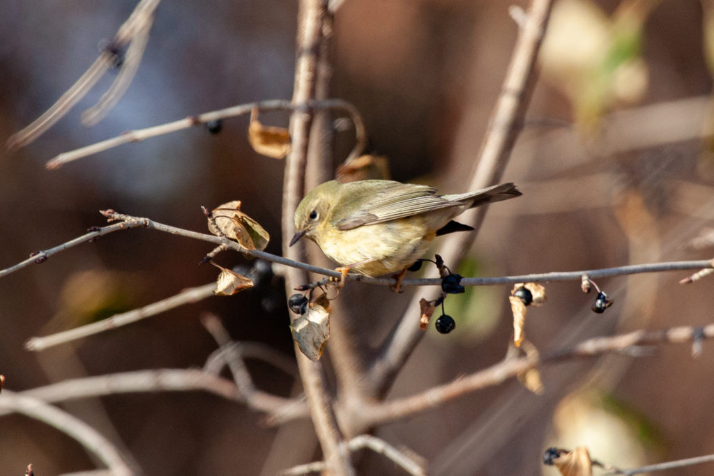 Young Black-throated Blue Warbler in December found at Vadnais Lake.